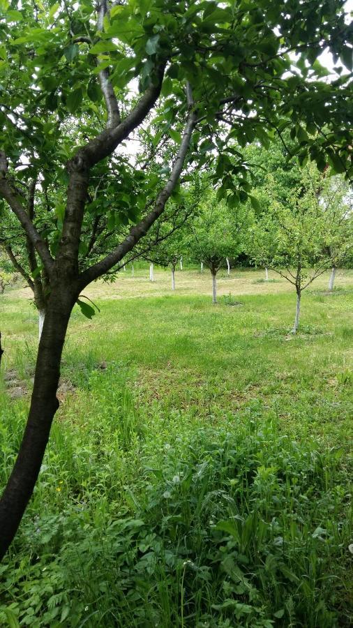 Pensiunea Dodo Patarlagele Exterior foto